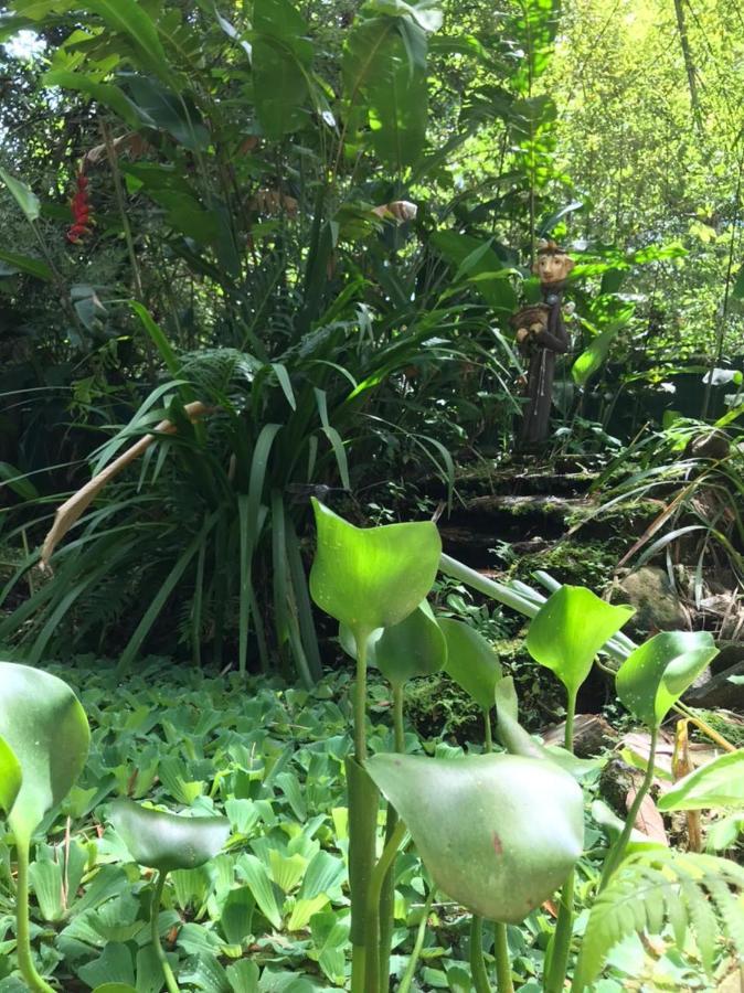 Willa Casa A Beira Do Rio Jaguareguava Na Mata Atlantica Em Bertioga Sp Zewnętrze zdjęcie